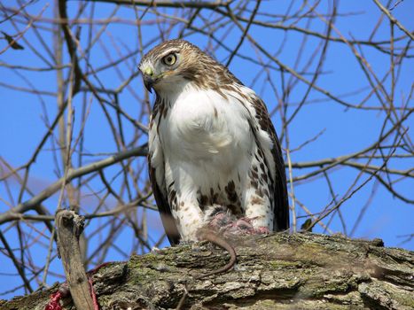 Red-tailed Hawk Feeding On Marsh Rat