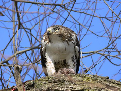 Red-tailed Hawk Feeding On Marsh Rat Looking To Side