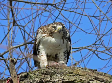 Red-tailed Hawk Feeding On Marsh Rat Looking Forward