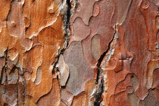 beautiful texture of an old oak bark