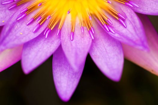 Close up of purple water lily 