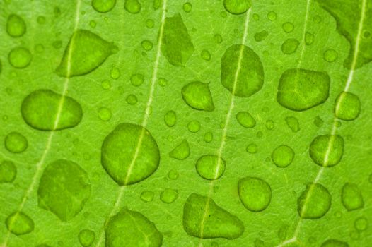 water-drop on a green leaf after rain 
