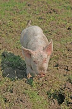 Little Pink Piglet in Cheshire Farm Field