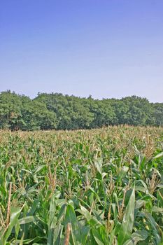 Cheshire Corn Field at the End of Summer