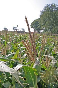 Cheshire Corn Field at the End of Summer