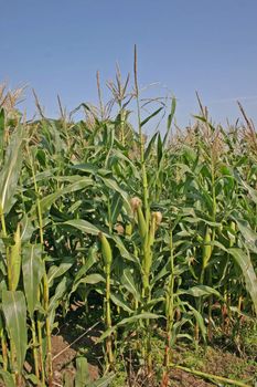 Corn on the Cob Field in Cheshire Farm in Summer