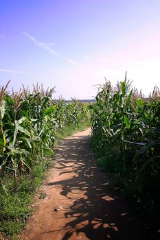 Path Through English Summer Cornfield in Cheshire UK with Blue Sky