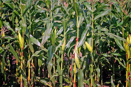 English Summer Cornfield in Cheshire UK with Blue Sky