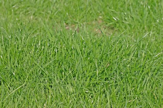 Green Grass of a Lush Cheshire Lawn, England UK