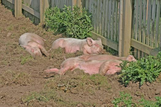 Little Pink Piglets in Cheshire Farm Field