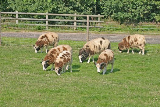 Brown and White Sheep on a Cheshire Farm