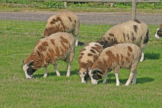 Brown and White Sheep on a Cheshire Farm