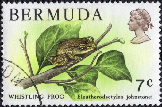 A Bermuda Postage Stamp of a Whistling Frog (Eleutherodactylus johnstonei) isolated on black