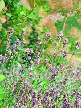 Closeup of purple lavender flowers