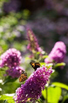 Butterflies and pink flowers on a sunny summer morning in the garden