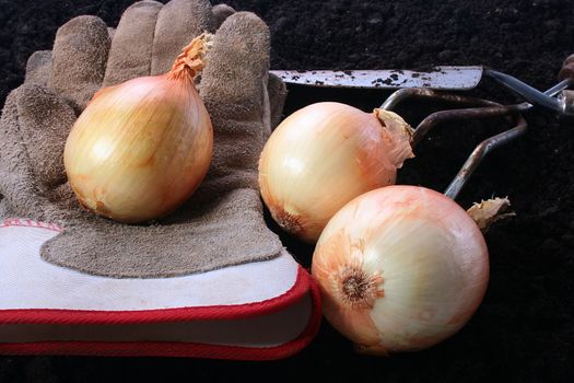 Onions with gloves on the soil. On a background a shovel and a rake.