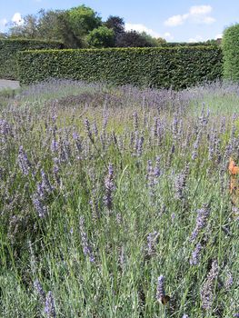 Field of Lavender