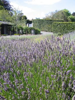 Field of Lavender