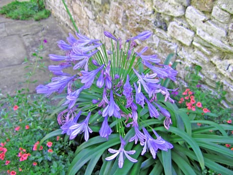 Bright Blue Flowered in a Devon Garden