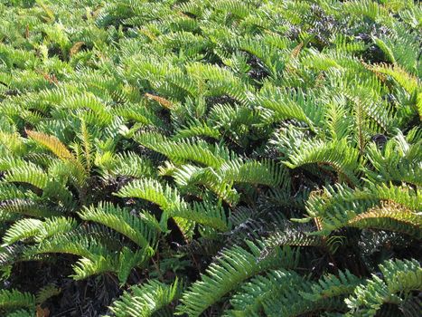 Leaves from Tropical Plants