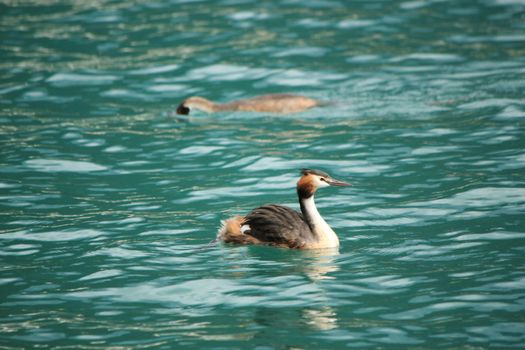 Great crested grebe female floating on blue water of lake of Geneva, Switzerland, and the male behind looking for food