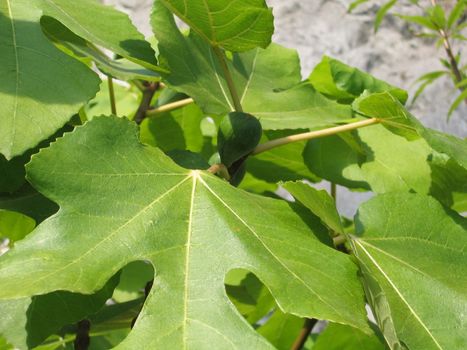 Leaves from Tropical Plants