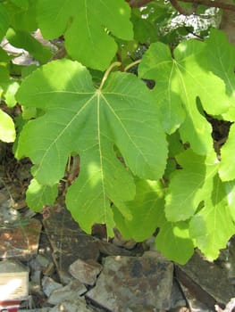Leaves from Tropical Plants