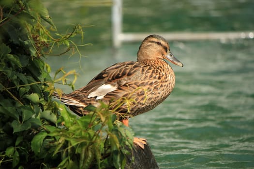 Brown female duck mallard standing quietly next to the vegetation and the water