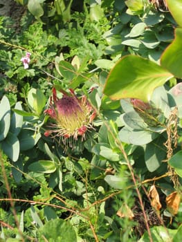 Colourful Tropical Flower