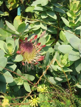 Colourful Flower