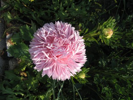 Colourful Pink Flower