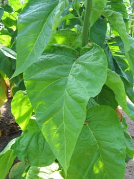 Leaves from Tropical Plants