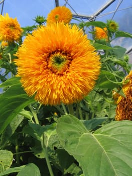 Colourful Orange Flower