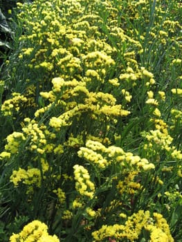 Colourful Yellow Flower