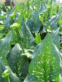 Leaves from Tropical Plants