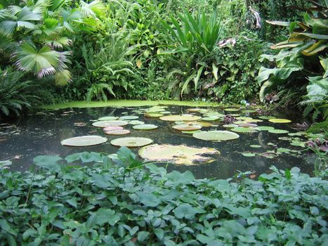 Tropical Water Plants
