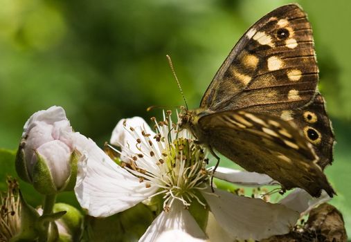 Speckled Wood getting nectar from blackberry flowers