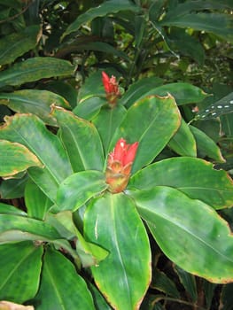 Colourful Tropical Flower