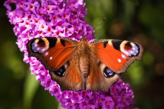 Peacock butterfly in summer on pink Budleya