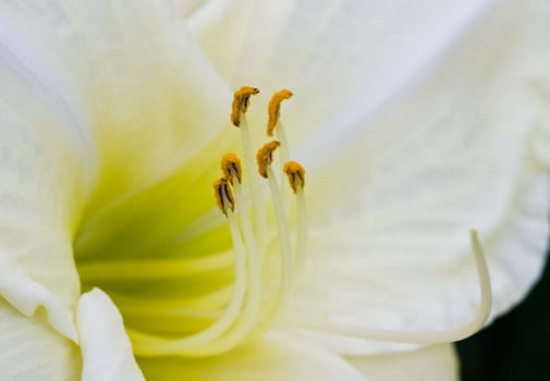 Beautiful white lily in summer in close view