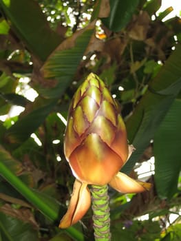 Tropical Fruit Plant