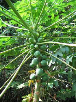 Leaves from Tropical Fig Plants