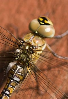 macro view on the eyes of a Migrant Hawker