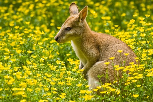 The wallaby, a small kangaroo, lives in east Australia