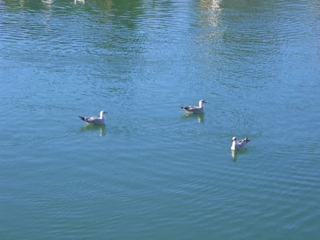 Water Fowl on River