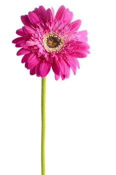 Red gerbera flower isolated on white background.