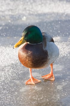 Funny looking male mallard standing on the ice in the sunshine