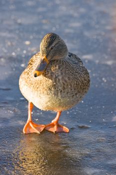 Funny looking female mallard standing on the ice in the sunshine