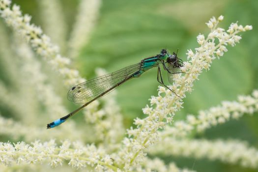 Azure damselfly sitting on a flower and eating his prey