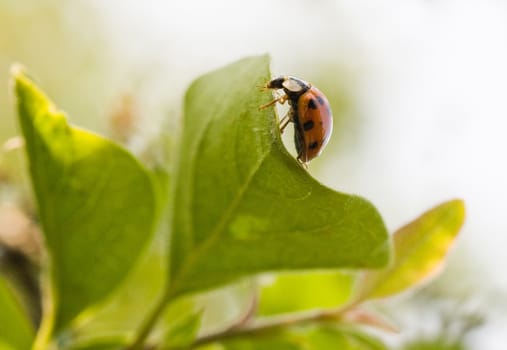 Ladybug on green leafves, travelling in his own world